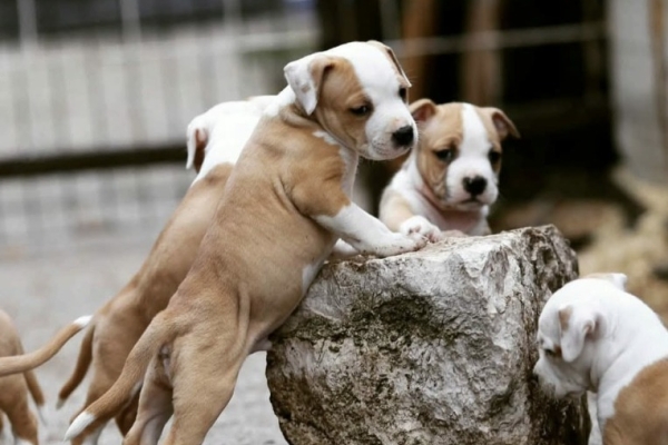 Ogłoszenie - American Staffordshire Terrier – szczenięta. Zdjęcie 4