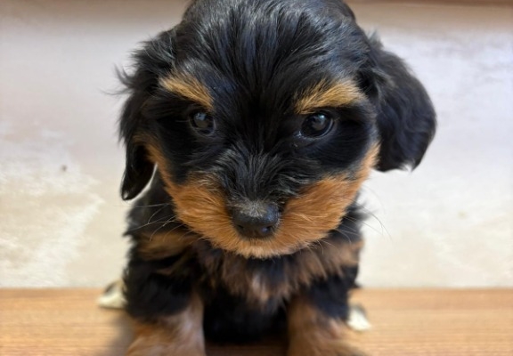 Ogłoszenie - Hawański Bichon – piękne szczenięta. Zdjęcie 3