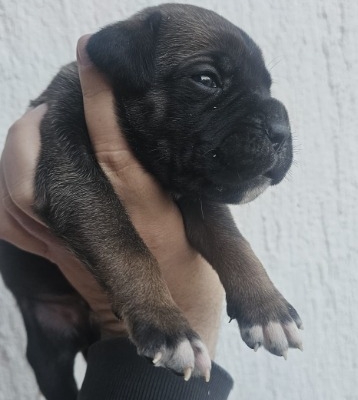 Ogłoszenie - Cane Corso – szczenięta na sprzedaż. Zdjęcie 1
