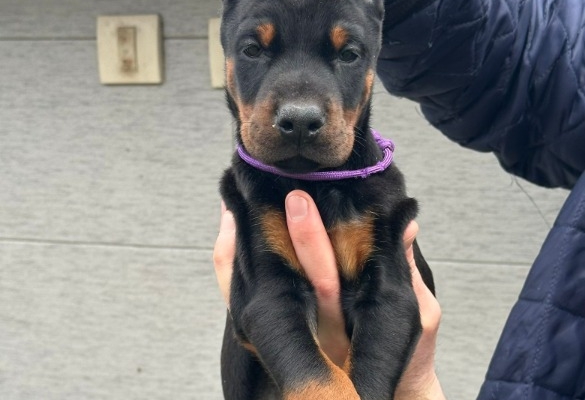 Ogłoszenie - Doberman – szczenięta na sprzedaż. Zdjęcie 7