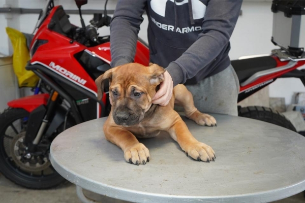 Ogłoszenie - Mastif południowoafrykański – Szczenięta Boerboel. Zdjęcie 1