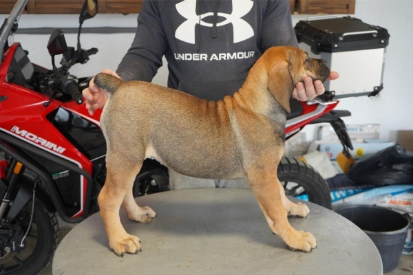 Ogłoszenie - Mastif południowoafrykański – Szczenięta Boerboel. Zdjęcie 2