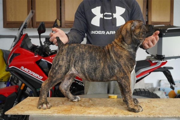 Ogłoszenie - Mastif południowoafrykański – Szczenięta Boerboel. Zdjęcie 8