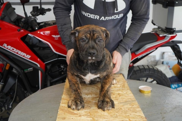 Ogłoszenie - Mastif południowoafrykański – Szczenięta Boerboel. Zdjęcie 5