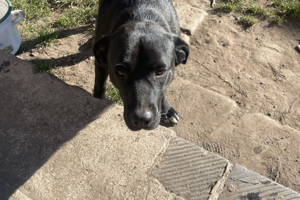 Ogłoszenie - Oddam w dobre ręce dwie suczki. Zdjęcie 5