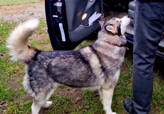 Ogłoszenie - Oddam w dobre ręce dwie suczki. Zdjęcie 2