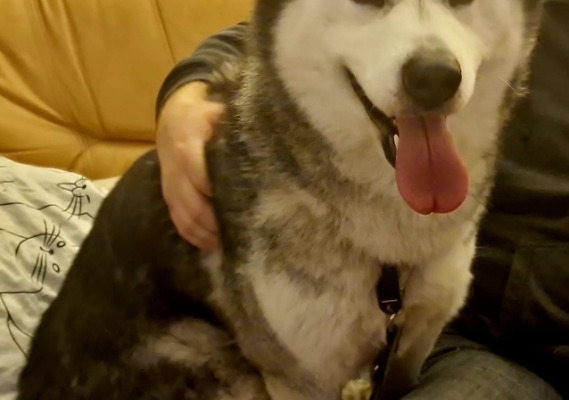 Ogłoszenie - Oddam w dobre ręce dwie suczki. Zdjęcie 1