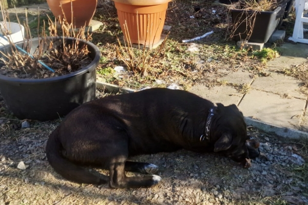 Ogłoszenie - Oddam w dobre ręce dwie suczki. Zdjęcie 4