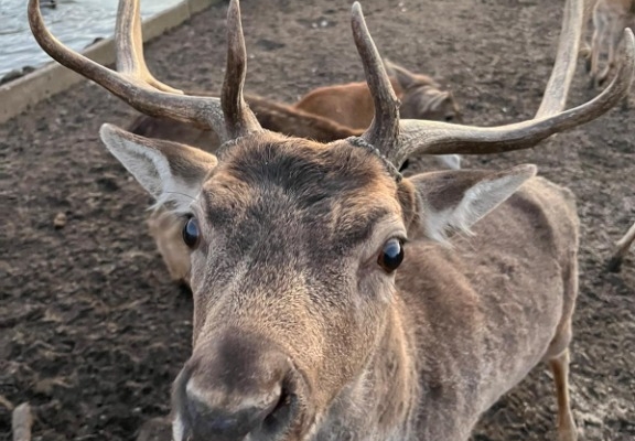 Ogłoszenie - Wyjątkowa edukacja dla dzieci z udziałem koni – zobacz naszą inicjatywę. Zdjęcie 4
