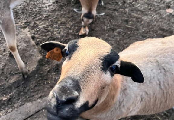 Ogłoszenie - Wyjątkowa edukacja dla dzieci z udziałem koni – zobacz naszą inicjatywę. Zdjęcie 3