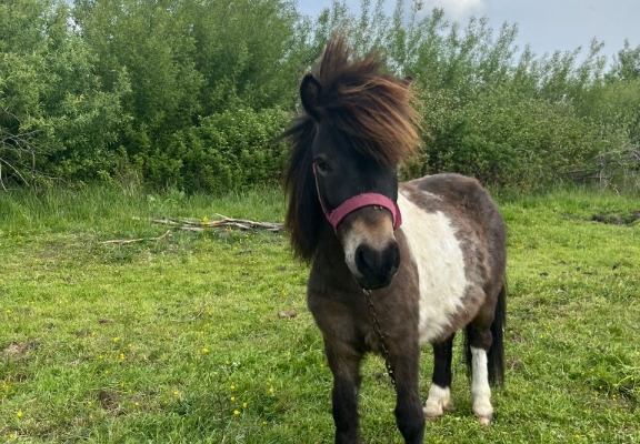 Ogłoszenie - Wyjątkowa edukacja dla dzieci z udziałem koni – zobacz naszą inicjatywę. Zdjęcie 6