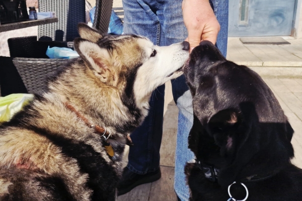 Ogłoszenie - Oddam w dobre ręce dwie suczki. Zdjęcie 3