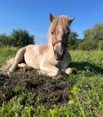 Ogłoszenie - Wyjątkowa edukacja dla dzieci z udziałem koni – zobacz naszą inicjatywę. Zdjęcie 2