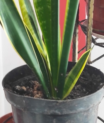 Ogłoszenie - Sprzedam Sansewieria. Zdjęcie 1