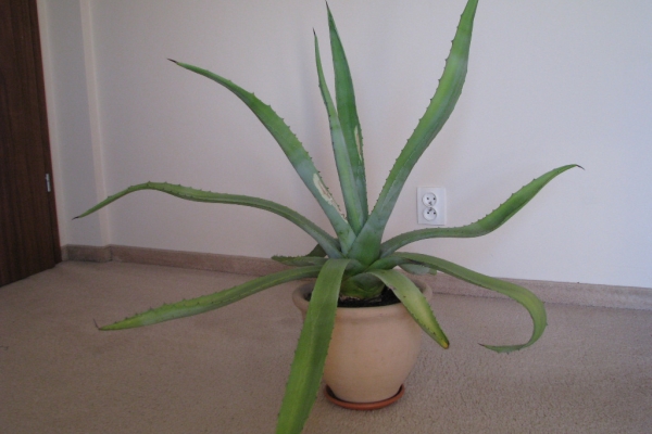 Ogłoszenie - Piękna duża agawa ogrodowa  3 szt. Zdjęcie 7