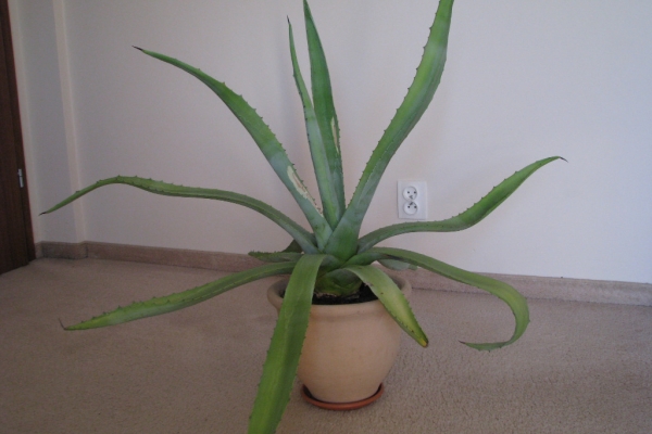 Ogłoszenie - Piękna duża agawa ogrodowa  3 szt. Zdjęcie 3