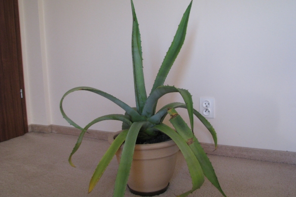 Ogłoszenie - Piękna duża agawa ogrodowa  3 szt. Zdjęcie 9