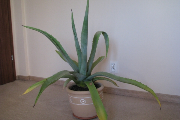 Ogłoszenie - Piękna duża agawa ogrodowa  3 szt. Zdjęcie 8