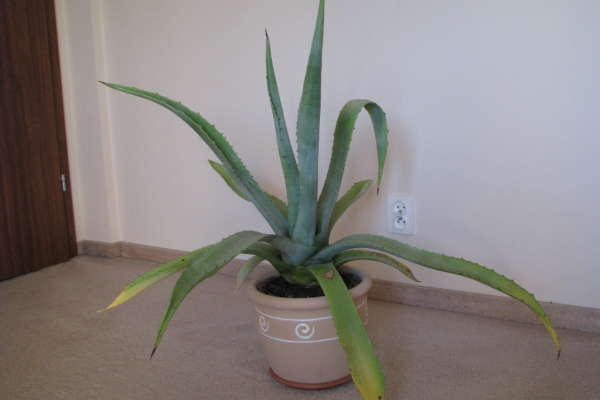 Ogłoszenie - Piękna duża agawa ogrodowa  3 szt. Zdjęcie 5