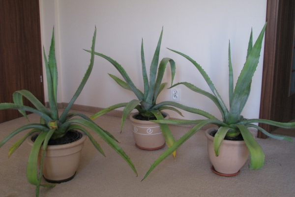 Ogłoszenie - Piękna duża agawa ogrodowa  3 szt. Zdjęcie 2