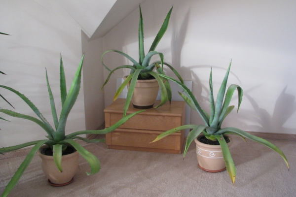 Ogłoszenie - Piękna duża agawa ogrodowa  3 szt. Zdjęcie 6