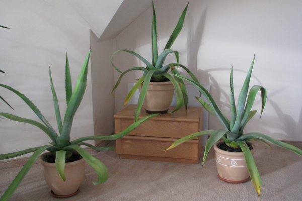 Ogłoszenie - Piękna duża agawa ogrodowa  3 szt. Zdjęcie 1