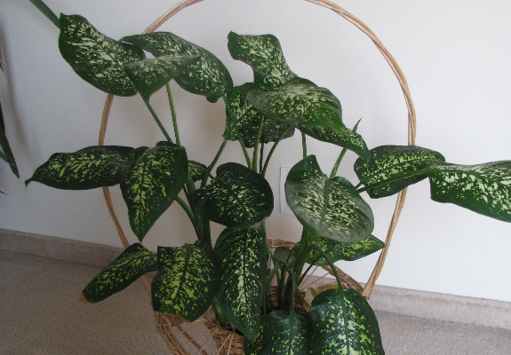 Ogłoszenie - Dekoracyjny, ozdobny, duży koszyk, kosz wiklinowy na kwiaty, osłonka. Zdjęcie 9