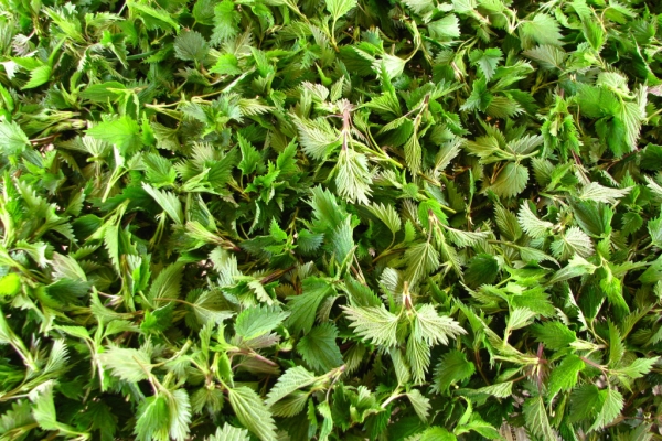 Ogłoszenie - Pokrzywa i skrzyp polny suszony z łąk. Zdjęcie 2