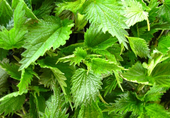 Ogłoszenie - Pokrzywa i skrzyp polny suszony z łąk. Zdjęcie 1