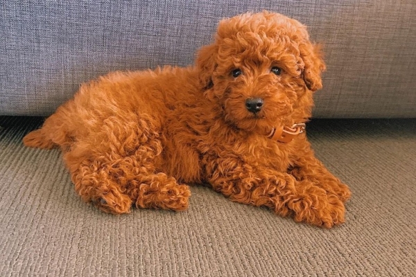 Ogłoszenie - Szczenięta pudla. Zdjęcie 1