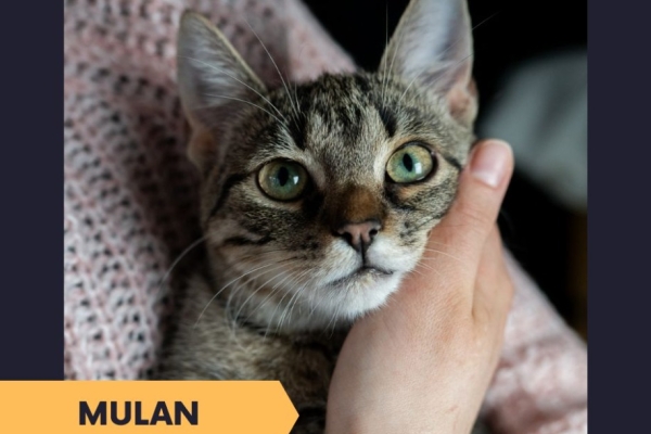 Ogłoszenie - Mulan - półroczna koteczka z cukru szuka domu. Zdjęcie 2