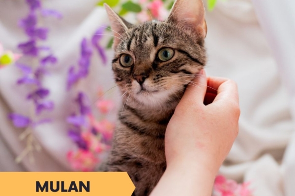 Ogłoszenie - Mulan - półroczna koteczka z cukru szuka domu. Zdjęcie 3