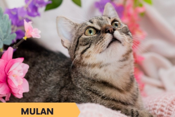 Ogłoszenie - Mulan - półroczna koteczka z cukru szuka domu. Zdjęcie 4