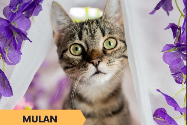 Ogłoszenie - Mulan - półroczna koteczka z cukru szuka domu. Zdjęcie 1