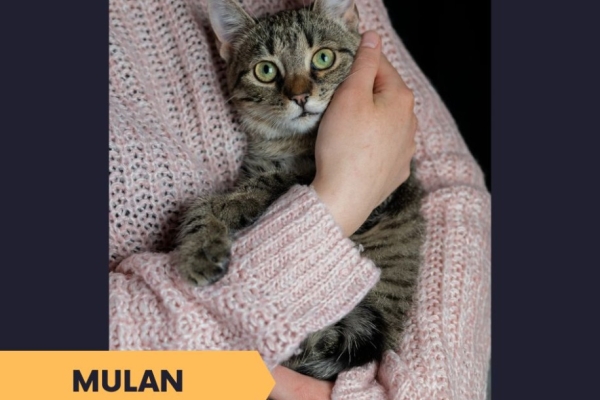 Ogłoszenie - Mulan - półroczna koteczka z cukru szuka domu. Zdjęcie 5