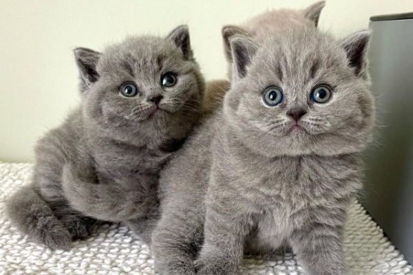 Ogłoszenie - Piękne kocięta krótkowłose. Zdjęcie 3