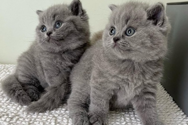 Ogłoszenie - Piękne kocięta krótkowłose. Zdjęcie 2