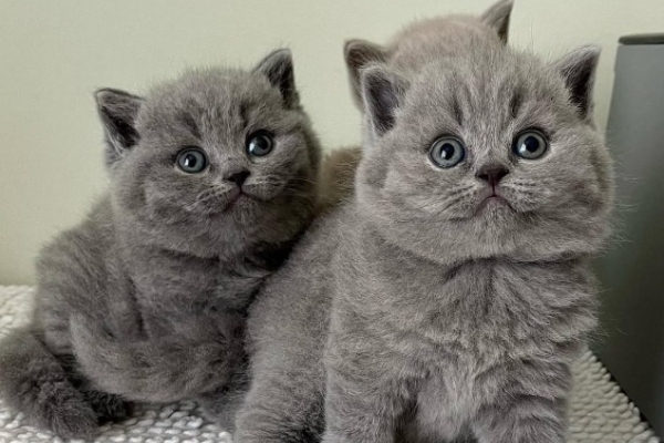 Ogłoszenie - Piękne kocięta krótkowłose. Zdjęcie 1