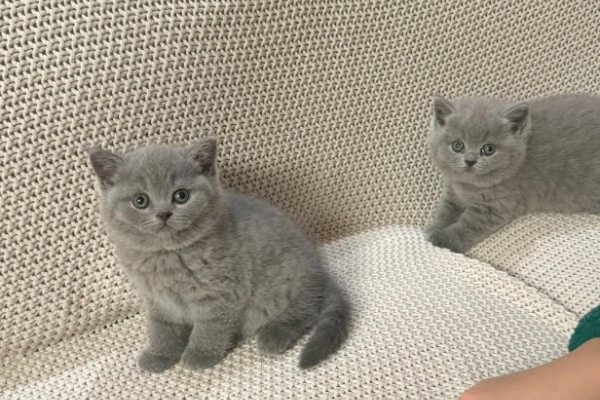 Ogłoszenie - Piękne kocięta krótkowłose. Zdjęcie 4