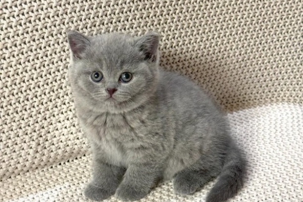 Ogłoszenie - Piękne kocięta krótkowłose. Zdjęcie 5