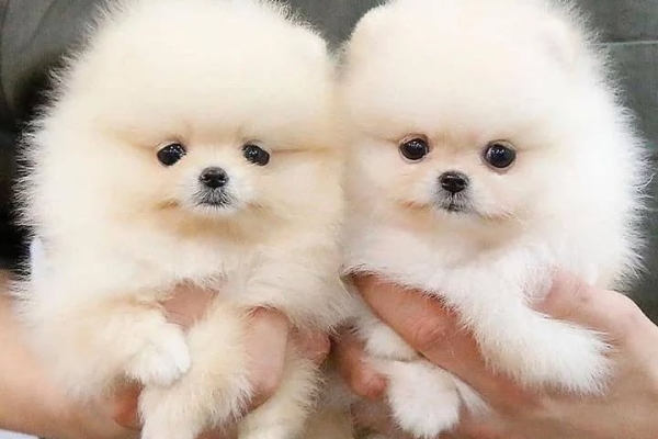 Ogłoszenie - Oferujemy nowy miot szczeniąt pomeranianów.. Zdjęcie 3