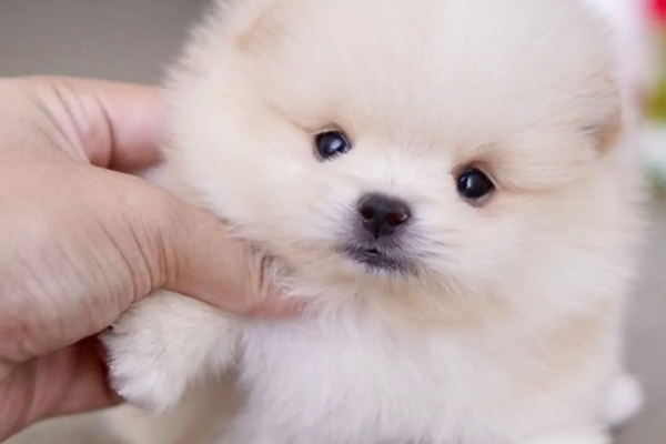 Ogłoszenie - Oferujemy nowy miot szczeniąt pomeranianów.. Zdjęcie 2