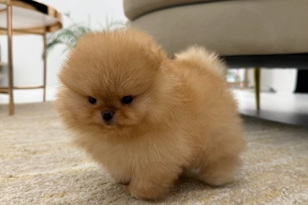 Ogłoszenie - Oferujemy nowy miot szczeniąt pomeranianów.. Zdjęcie 1