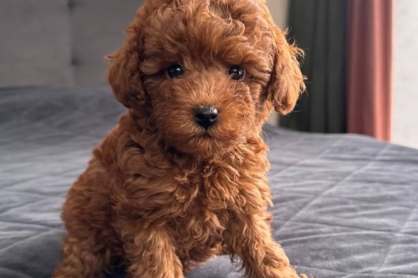 Ogłoszenie - Dostępne piękne szczenięta pudla toy.. Zdjęcie 2