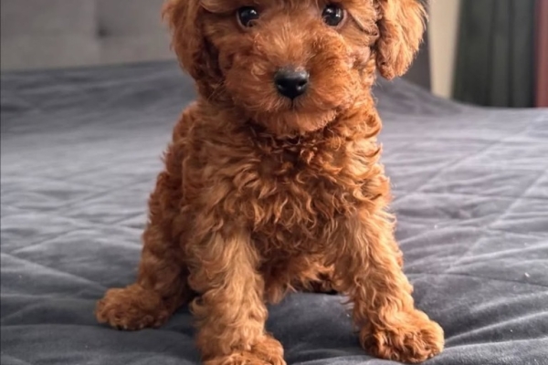 Ogłoszenie - Dostępne piękne szczenięta pudla toy.. Zdjęcie 3