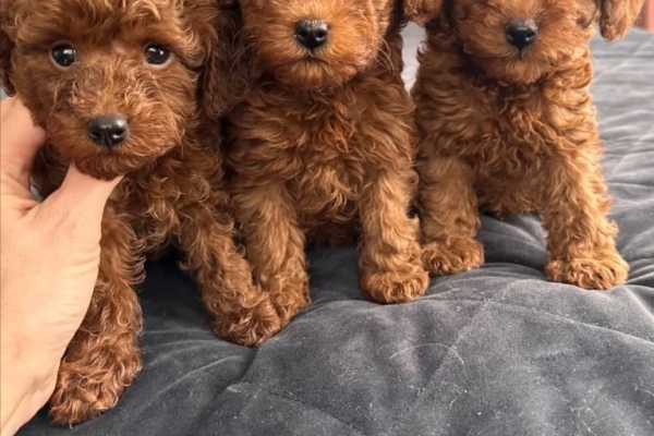 Ogłoszenie - Dostępne piękne szczenięta pudla toy.. Zdjęcie 1