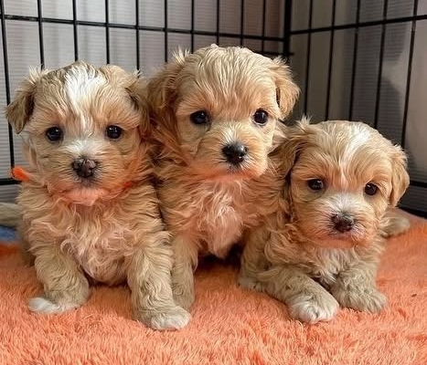 Ogłoszenie - Szczeniaki Maltipoo. Zdjęcie 1