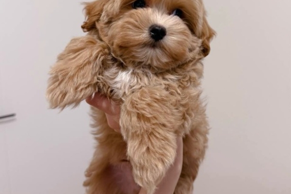 Ogłoszenie - Szczeniaki Maltipoo. Zdjęcie 4