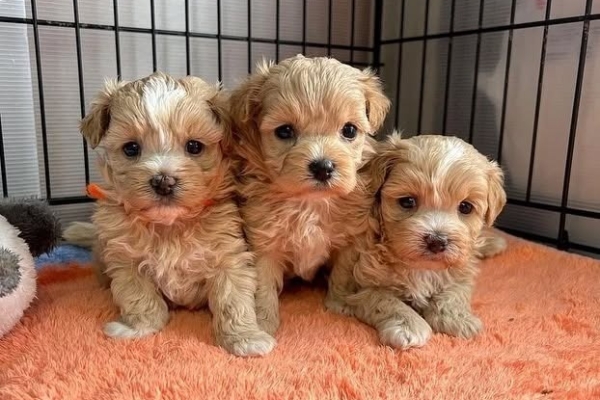 Ogłoszenie - Szczeniaki Maltipoo. Zdjęcie 2