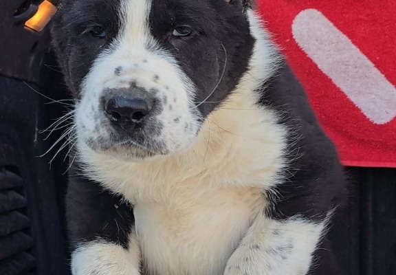 Ogłoszenie - Owczarek środkowoazjatycki – szczenięta. Zdjęcie 10